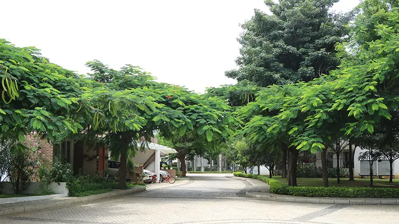 Tree-lined Driveway | Sterling Grande Luxury Villas